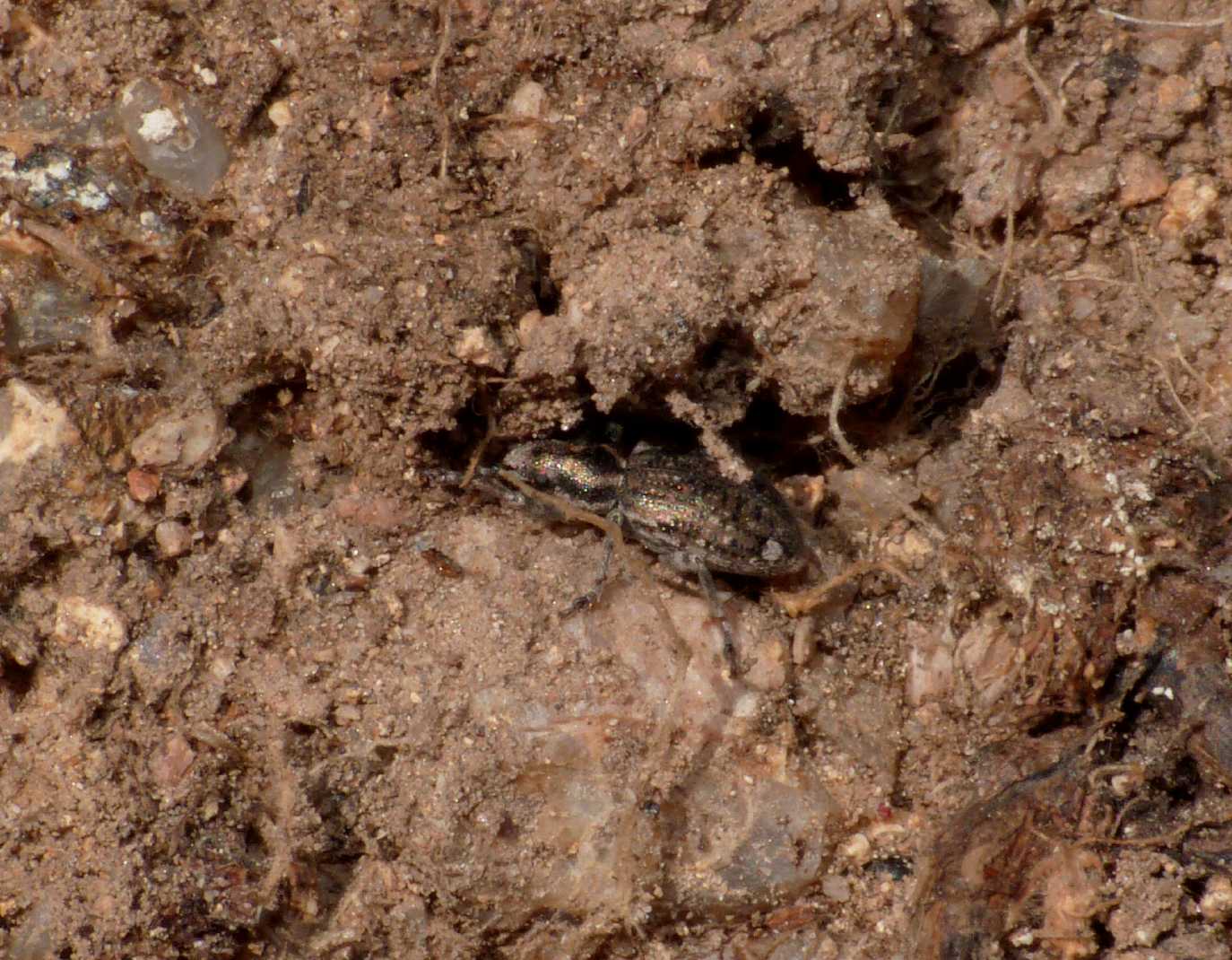 Piccoli Curculionidae sotto una pietra: Cycloderes sp.